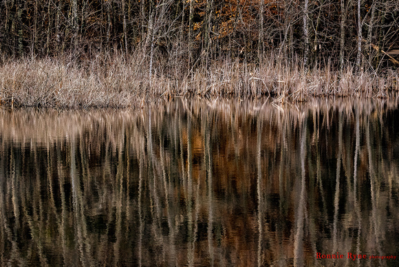 Reflections at Sloans Pond